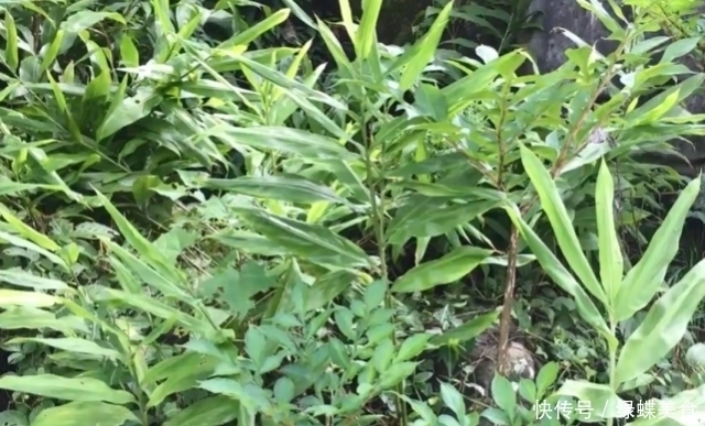 日本|以“鬼子”命名的姜,日本人叫它“亚洲人参”,在中国一斤8元