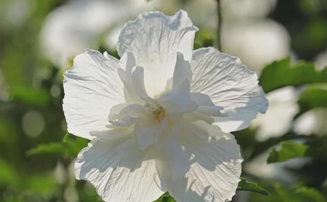 国宴|国宴名菜竟这么简单!10块钱搞定,好吃到拍手叫绝!