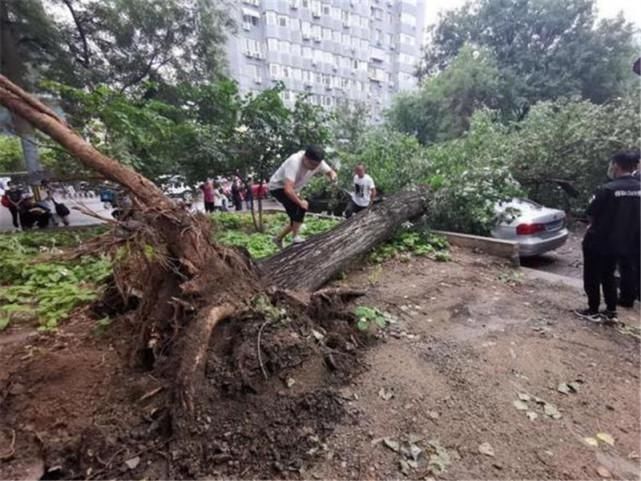  舍得|暴雨过后大树砸坏7辆车，大众车主却笑了：这下怎么舍得换车？