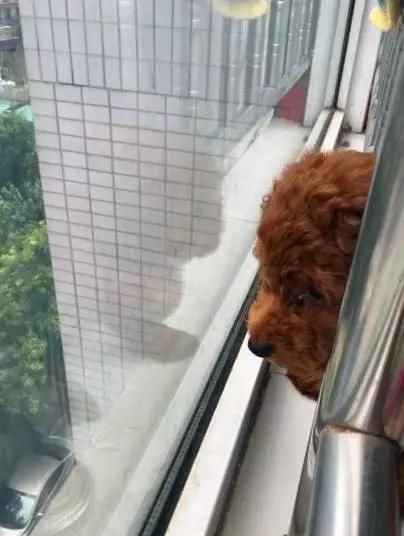  上海|上海首例！遗弃宠物犬被公安机关处罚！如果不爱请别养