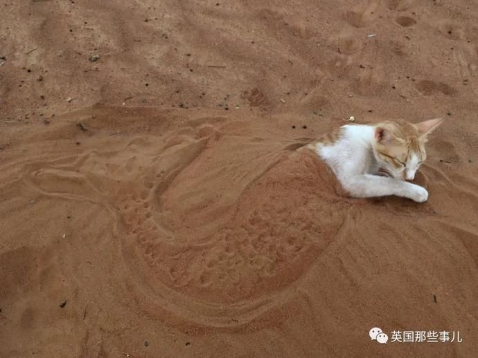  沙漠|霓虹妹子嫁到阿联酋，在5万平米的沙漠＂后院＂里养猫养骆驼?!