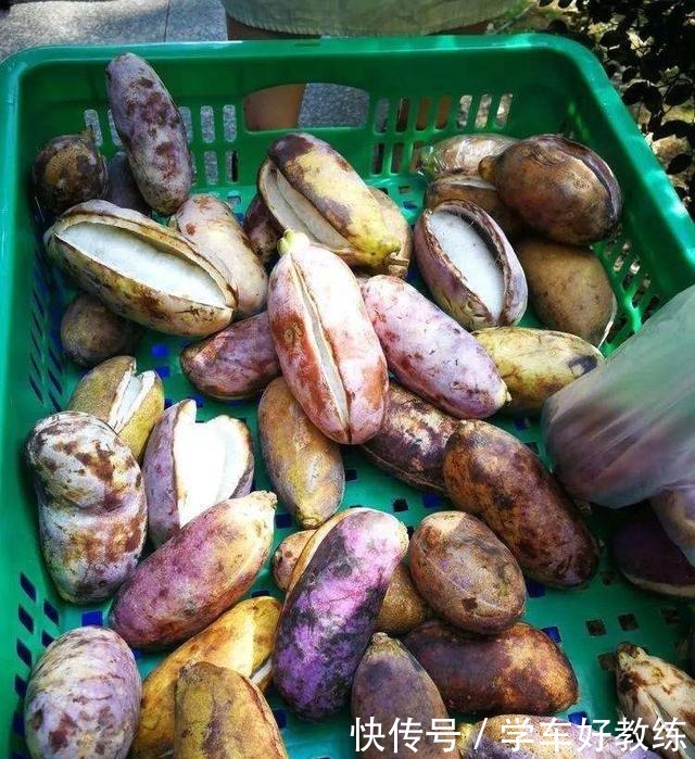 日本|日本土豪吃得起的水果,一斤上百,在中国满山都是却不稀罕捡