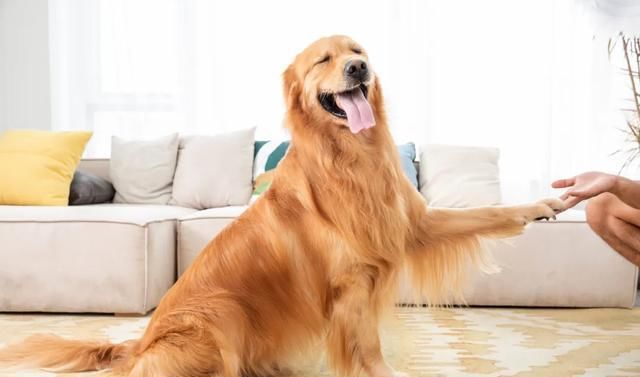  和谐|老生常谈：怀孕和养宠物，真的没有冲突！让小东西们和谐相处吧