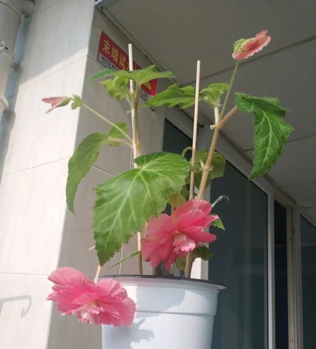 花赏|总是抱怨秋海棠难度夏，不如扦插备份，从夏季开到早秋