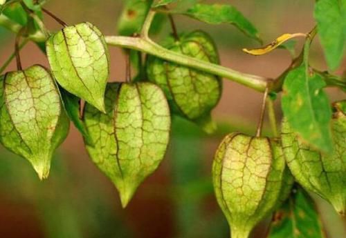  越来越|女人常吃此物子宫越来越干净，远离妇科炎症，不妨试试！