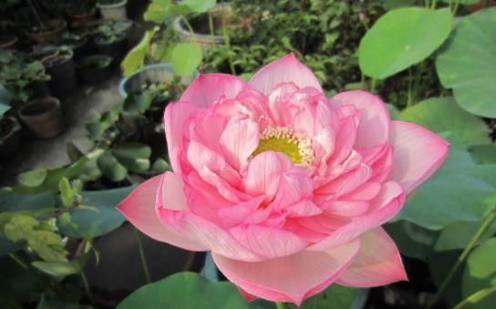 心理|心理测试：三朵荷花，哪一朵最有灵气？测你跟哪一种贵人最有缘