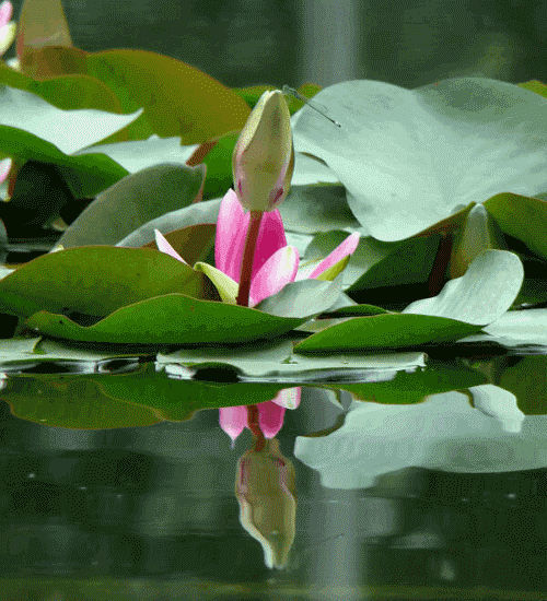 生肖|兔运气：2022年10月生肖属兔人运气好坏