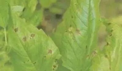  芝麻|芝麻病虫草害防治技术！简单实用！！