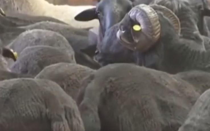  企业|内蒙古一企业部分乌骨羊丢失，警方征集线索寻找