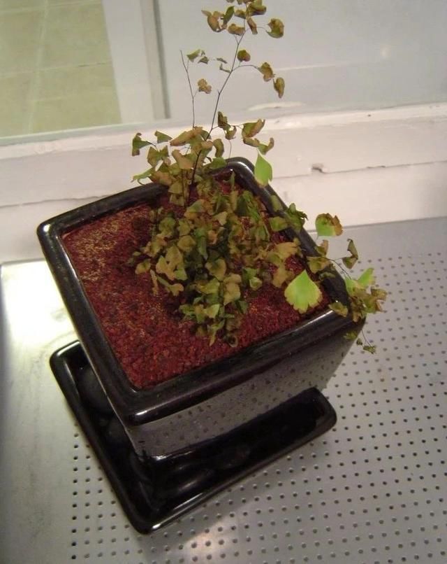  断发黄干枯|铁线蕨黄叶剪掉还是枯萎了，教你一招救活它，几周长出茂盛嫩叶