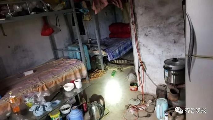  趴着|喂，119吗？我床边趴着条鳄鱼，一米多长…