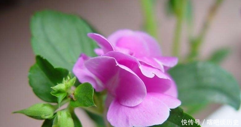 毛主席|指甲花你知道吗？曾受毛主席的赞美，一起来看诗词中的指甲花吧！