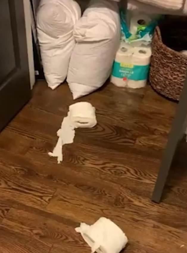 样子|“以为台风扫过！”面对主人质问，捣蛋狗装作听不懂的样子！