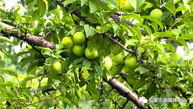  小康生活|【走向我们的小康生活】办起特色农家乐，带领乡亲奔小康