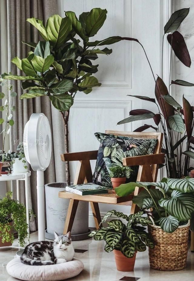  吊钟|她们的家，美得很让人种草