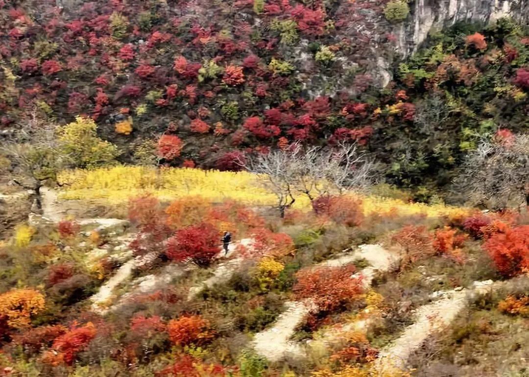 空中画廊|万山红遍！河北12个绝美秋景，邯郸的是这里！