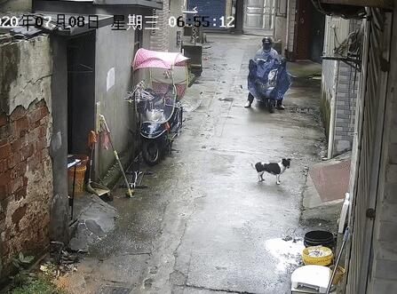  民警|光天化日，萧山一男子用网兜把宠物狗偷走！还有“奇葩”到偷这个的……