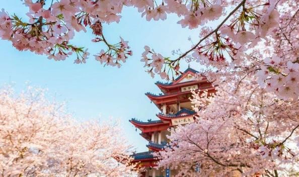  国际机场|赏樱不用去日本，中国这个地方，樱花开的一点也不比日本差！