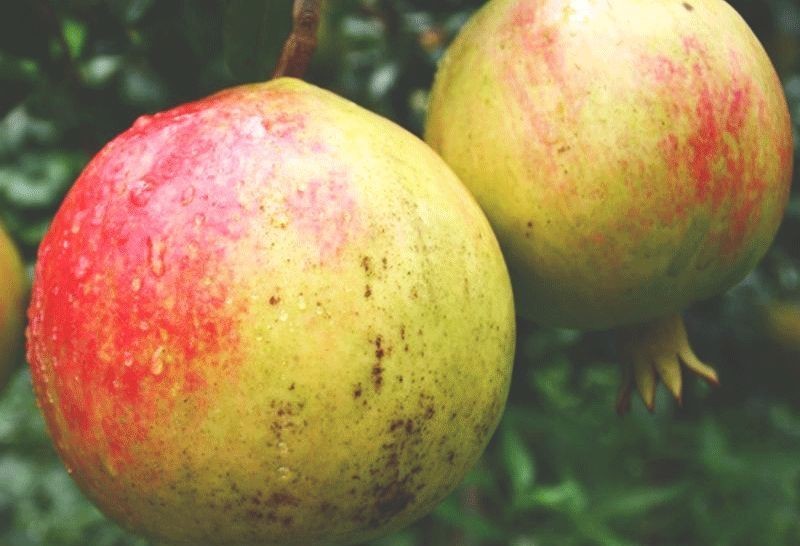 不吐|吃葡萄可以不吐皮，但吃“它”一定要吐很多籽！