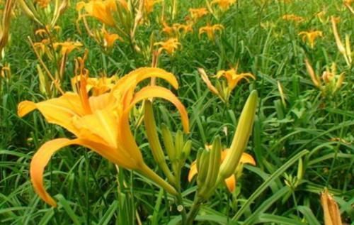 吃睡|入伏后，遇到这菜别错过，1斤12元，健脑安神护脾胃，多吃睡得香