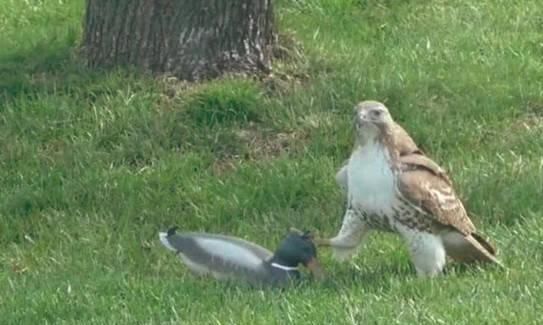  鸭子|老鹰想抓鸭子当午餐，没想到却栽了个大跟头，表情一下子就凝固了