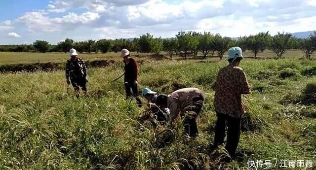 豆类|被称为“豆类之王”,在外风靡全球,国内10元1斤却少有种植