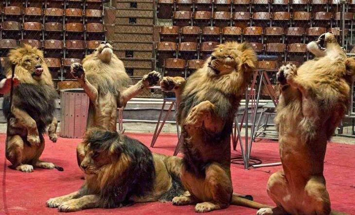  与众不同|她出生就有四条腿，爹妈用她来赚钱养家，死后墓地与众不同