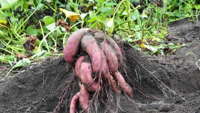  才能|红薯优质高产栽培技术要点，老农来和你们说说，怎么才能增产
