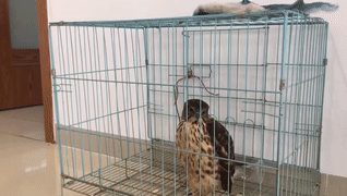  众人|佛山一神奇“偷鸡贼”被抓！“送”到派出所时惊呆了众人