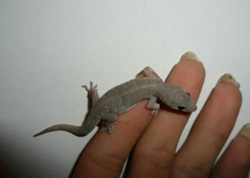 壁虎|为什么说被壁虎咬了便无药可救?壁虎有毒吗?看完不淡定了