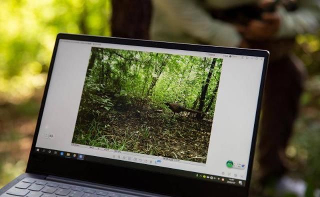  追踪|在北京追踪野生动物：15岁女孩红外相机里的城市秘影