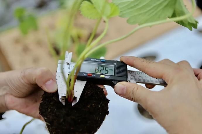 草莓种植|「科技农人」,可能是未来的当红职业