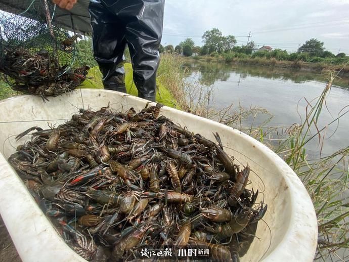 淡水|比小龙虾大2-3倍，出肉率还是它的2.5倍，本塘澳洲淡水龙虾旺季来袭