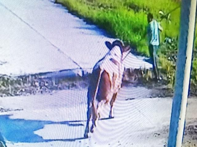  屠宰场|虎林屠宰场里黄牛追人死顶 民警用枪及时处置