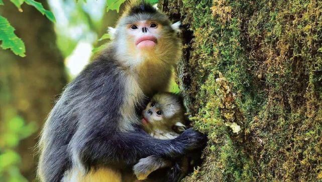  中国|高黎贡山 | 中国五星级观鸟胜地，你知道吗？