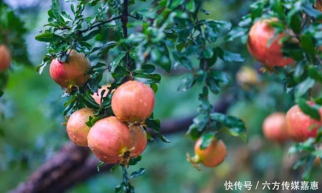 大丰收|云台山大丰收！快，抢先看