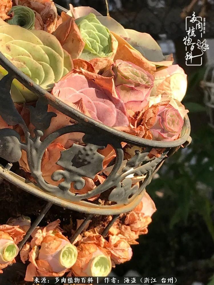  梅雨季|干货：高温高湿梅雨季，山地玫瑰养护提醒，帮你远离黑腐！