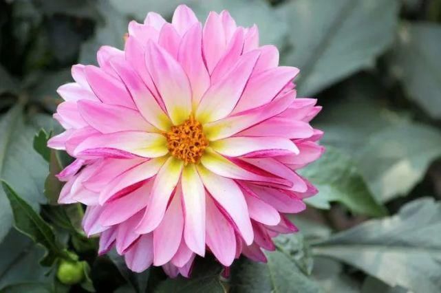 携手|未来一周，若能携手一人谁愿颠沛流离，遇真爱，终能牵手的四生肖