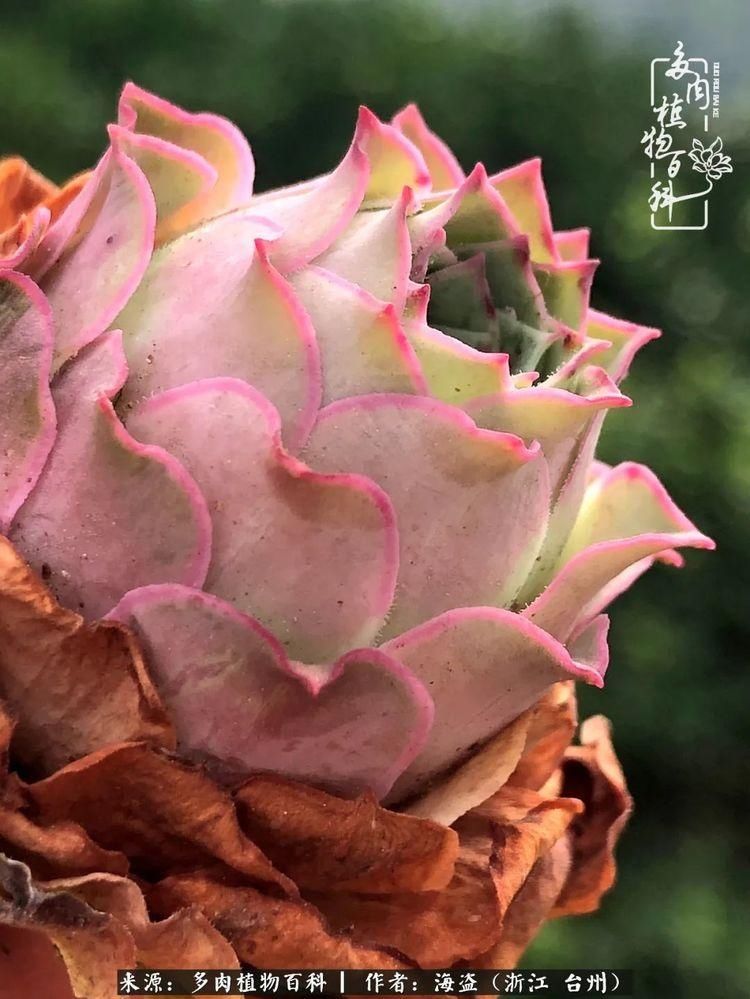  梅雨季|干货：高温高湿梅雨季，山地玫瑰养护提醒，帮你远离黑腐！