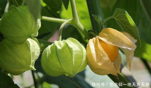 植物|农村这种野果长得像冰粉果，明明美味，但有人竟只摘来玩而不敢吃