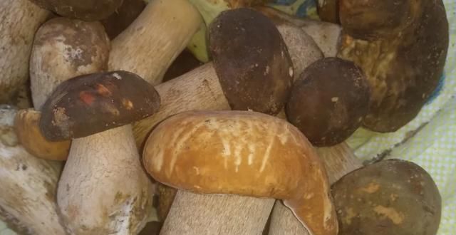  中毒|这些蘑菇，你认识吗？虽然味美，但也会中毒，食用时要小心辨别