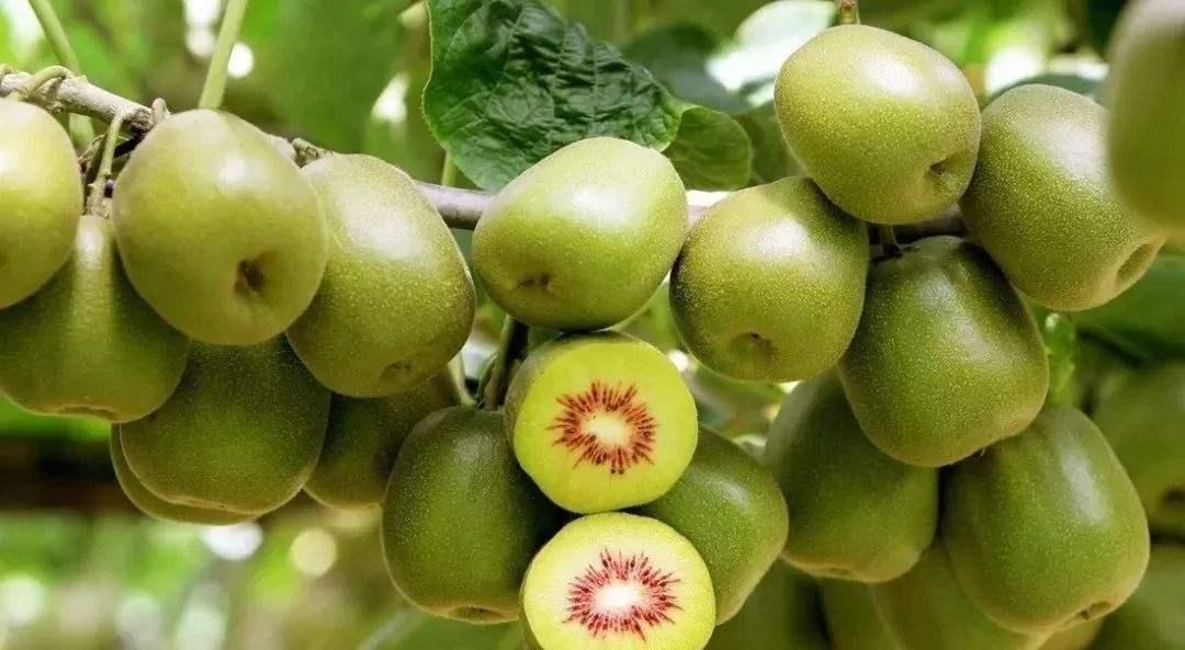 季节|秋天，别只知道吃苹果！建议多吃这4种水果，新鲜又多汁，别错过