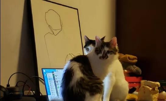 好吃|“老板说这种鸭子有营养,请问怎么做好吃?”鸭:我自己都营养不良