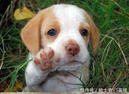 爪子|为什么狗狗爪子不让碰？肉垫的6个作用，看完默默缩回我的手