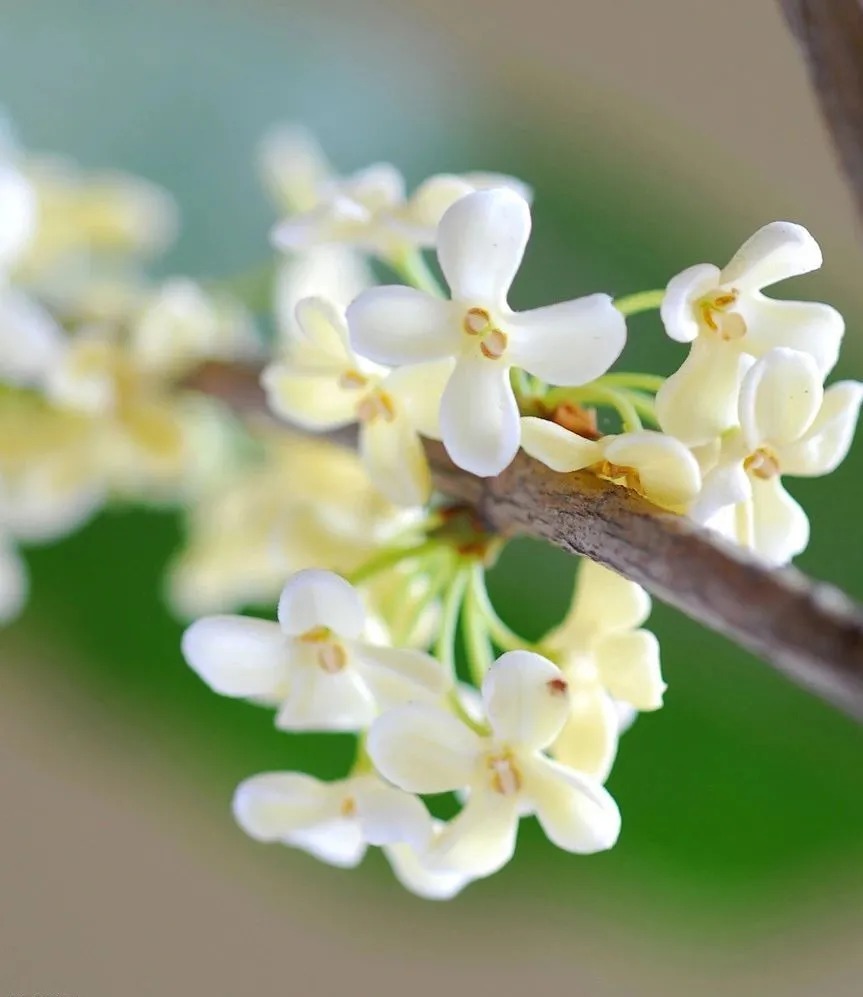 秋天|才饮桂花酒,又食桂花藕,桂子飘香,美食忙