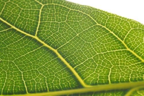  MACRO|“经典”的长焦微距 适马105mm F2.8 DG DN MACRO | Art评测