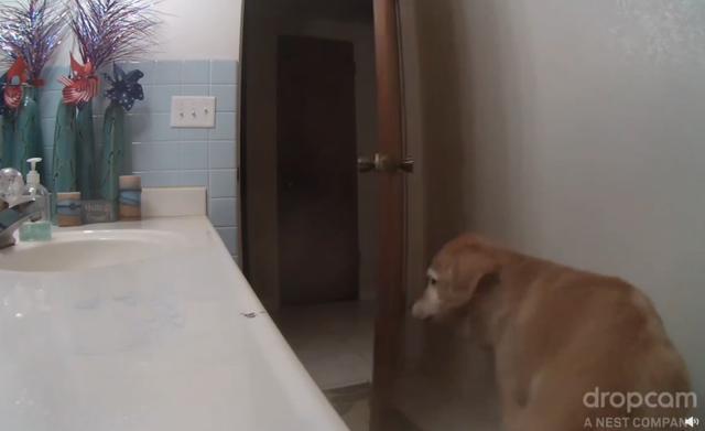 躲进|主人不在家,12岁狗狗怕打雷躲进厕所,一系列举动乖巧得让人心疼