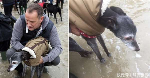 小狗|带着老小狗去海边最后一次旅行，没想到海边有数百人来了