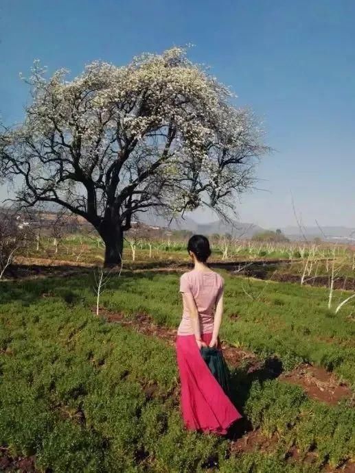 远方|可可西里失踪女生事件,是谁在炮制独自一人的诗与远方?