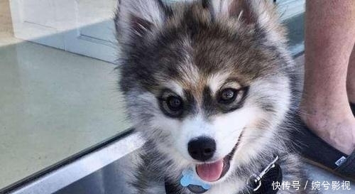 哈士奇|哈士奇的血脉到底有多恐怖？看完笑死了，原来这么好玩